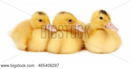 Three Yellow Mulard Ducks Isolated On White Background.