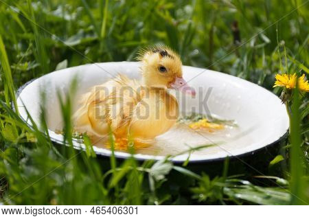 Yellow Duckling Mulard Splashes In The Water, Swims.