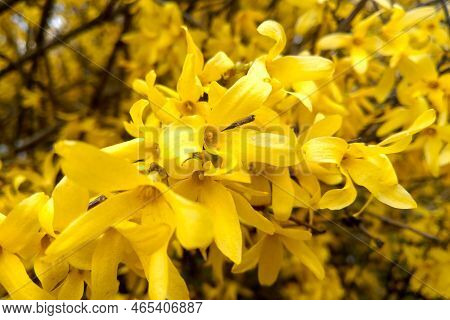 Close-up Of A Yellow Forsythia. Forsythia Is A Genus Of Shrubs And Small Trees Of The Olive Family. 