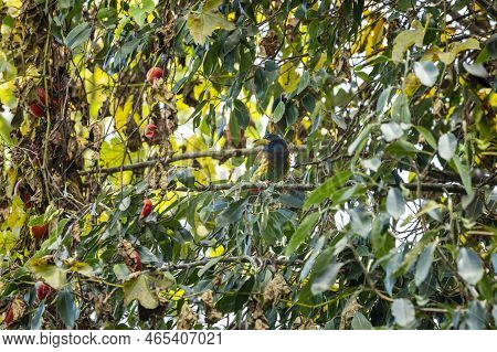 Great Barbet Or Megalaima Virens Bird Blend In Environment Or Camouflaged In Natural Green Backgroun