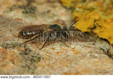 Detailed Closeup On A Female Red-belied Miner Solitary Bee , Andrena Ventralis, Sitting On Wood