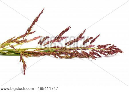 Johnson Grass Flowers Isolated On White Background