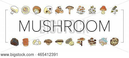 Mushroom Food Forest Fungi Icons Set Vector. Fungus Champignon, Nature Fresh, Plant Autumn Porcini, 