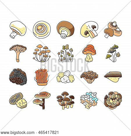 Mushroom Food Forest Fungi Icons Set Vector. Fungus Champignon, Nature Fresh, Plant Autumn Porcini, 