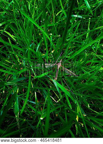 Harmful Weevil Sits In The Grass. High Quality Photo