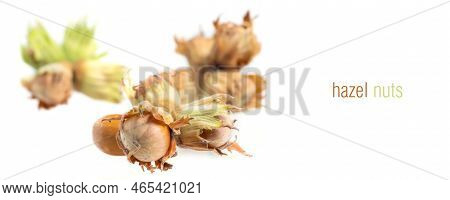 Forest Nuts Hazel Nuts Isolated On White Background