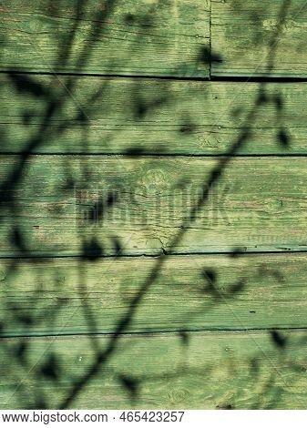 Bright Shadow From The Branches Of Bushes On A Green Wooden Wall From The Sun. Vintage. Abstract. De