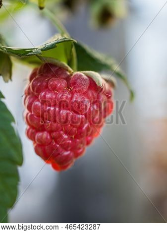 Close-up Of Juicy Pink Raspberry On A Bush Branch. Green Leaves. Copy Space. Vertically.