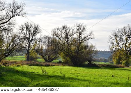 Green Wet Grass Land In The Swampland In Autumn
