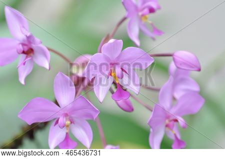 Ground Orchid, Spathoglottis Or Acanthephippium Or Bletia Or Calanthe Or Purple Flower Or Purple Spa