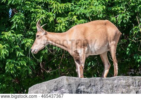 Mountain Goat Or East Caucasian Tur, Female, Latin Name Carpa Cylindricornis. It Is Critically Endan