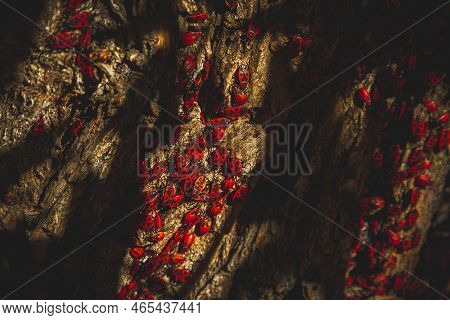 Red Bug. Accumulation Of Soldier Bugs. Red Beetles In Sun.