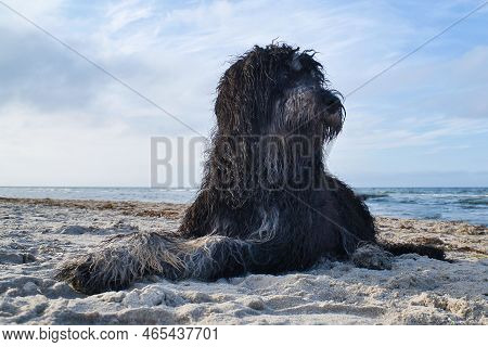 Goldendoodle Is Lying In The Sand On The Beach In Front Of The Sea In Denmark. Long Black Fur With L