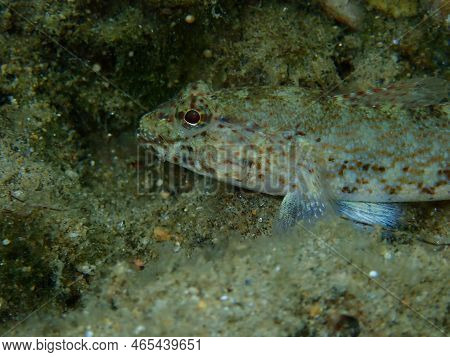 Bucchich\'s Goby (gobius Bucchichi) Close-up Undersea, Aegean Sea, Greece, Halkidiki