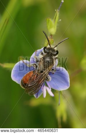 Colorful Vertical Closeup Of Red-girdled Mining Bee, Andrena Labiata, On Blue Germander Speedwell Fl