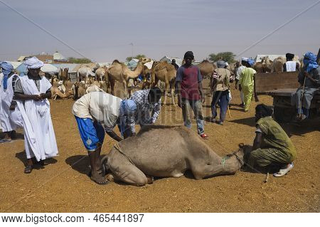 Nouakchott. Mauritania. October 07, 2021. The Capital\'s Camel Market. Buyers In National Clothes Ti