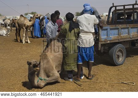 Nouakchott. Mauritania. October 07, 2021. The Capital's Camel Market. Buyers In National Clothes Are