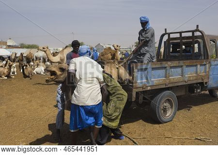 Nouakchott. Mauritania. October 07, 2021. The Capital\'s Camel Market. Buyers In National Clothes Ar