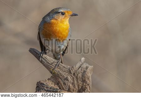 European Robin (erithacus Rubecula) Resting In The Forest In Winter.