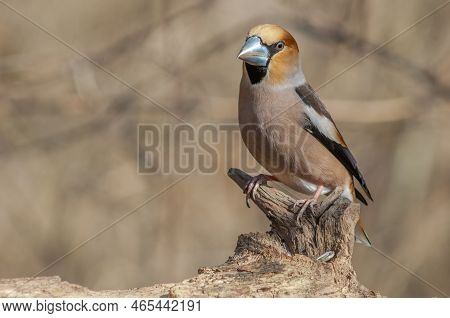 Hawfinch (coccothraustes Coccothraustes) Resting On A Branch In The Forest In Winter.