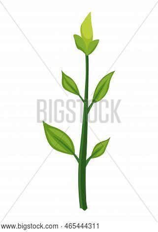 Sunflower Growth Stage, Small Sprout. Agriculture Plant Development. Harvest Animation Progression P