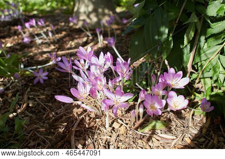 Violet Flowers Goteborg Colchicum Autumnale In The Garden. Summer And Spring Time