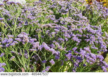 Blue Flowers Plumbaginaceae Limonium Sinuatum Forever Silver In The Garden. Summer And Spring Time