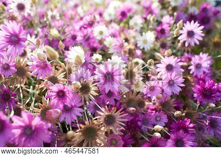 Pink And White Flowers Asteraceae Xeranthemum Lumina Duble Mixed In The Garden. Summer And Spring Ti