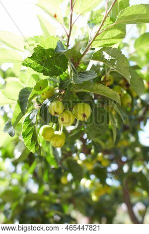 Plant Of Rosaceae Malus Zumi Var. Calocarpa Professor Sprenger Crab Apple In The Garden. Summer And 