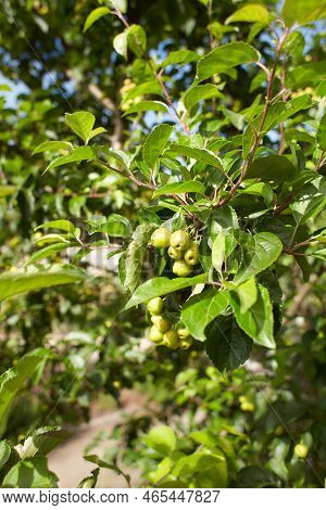 Plant Of Rosaceae Malus Zumi Var. Calocarpa Professor Sprenger Crab Apple In The Garden. Summer And 