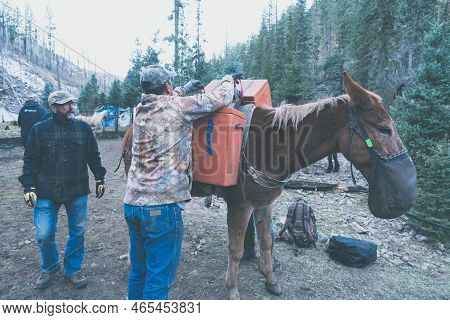 Glenwood, New Mexico - October 27, 2022: Ranchhands Saddle Up Horses For A Hunting Trip At A Campgro
