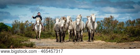 Herd Of White Horses Are Taking Time On The Beach. Image Taken In Camargue, France.
