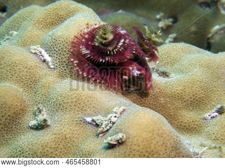 A Purple Christmas Tree Worm, Spirobranchus Giganteus Boracay Island Philippines