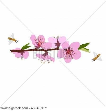 Plant Parts. Blooming Peach Tree Branch With Flowers, Green Leaves On White Background