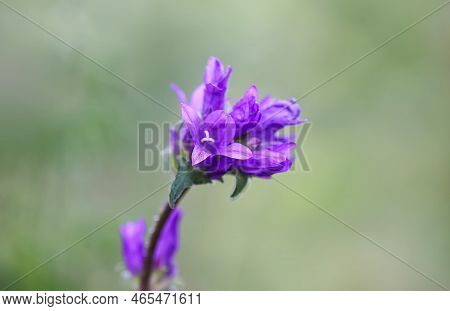Summer Purple Wildflower Close Up. Campanula Glomerata Superba Flowers.