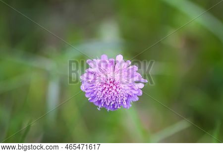 Scabiosa Columbaria Plant. Purple Wildflower On A Summer Field.