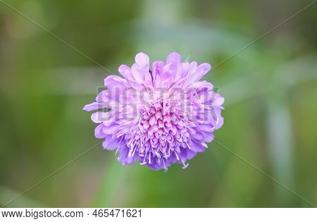 Scabiosa Columbaria Plant. Purple Wildflower On A Summer Field.