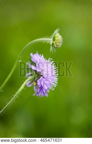 Scabiosa Columbaria Plant. Purple Wildflower On A Summer Field.