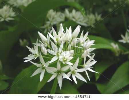 Ramson