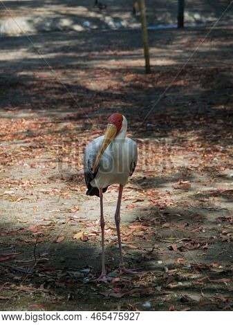 Yellow-billed Stork Mycteria Ibis Or Forest Ibis Stands On The Ground With Autumn Leaves. A Beautifu