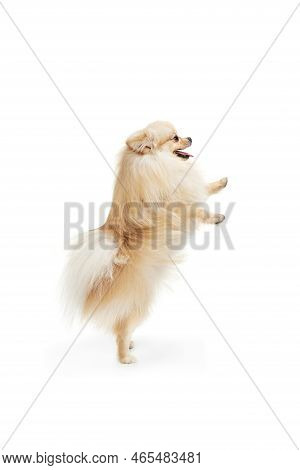Little Purebred Dog, Cream Color Pomeranian Spitz Dog Isoltaed Over White Studio Background. Pet Loo