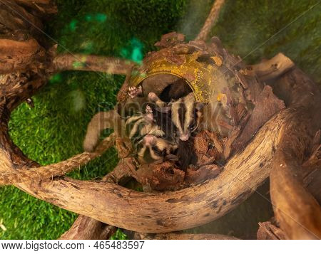Beit Shean, Israel, October 08, 2022 : Chipmunk Family Resting In A Nest In An Aviary In Gan Guru Ka