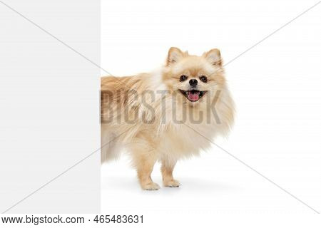 Little Purebred Dog, Cream Color Pomeranian Spitz Dog Isoltaed Over White Studio Background. Pet Loo