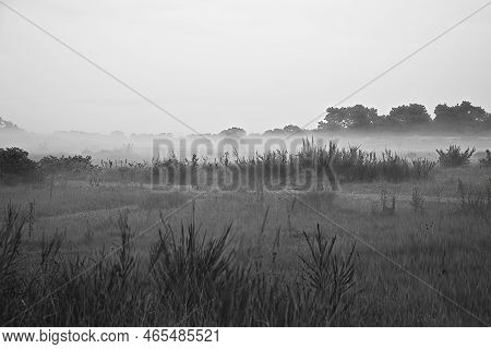 Fore Land Shot In Black And White With Fog On Grass And Heather In Denmark, In Front Of Dunes. Trees