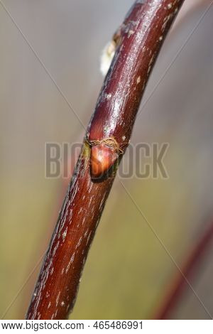Kilmarnock Willow Branch With Flower Bud In The Winter