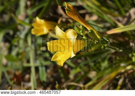 Daylily Stella De Oro Flowers In The Garden