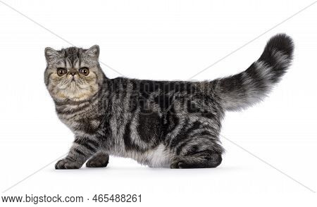 Cute Black Tabby Blotched Exotic Shorthair Cat Kitten, Standing Side Ways With Tail Up. Looking Towa