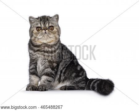 Cute Black Tabby Blotched Exotic Shorthair Cat Kitten, Sitting Side Ways. Looking Towards Camera. Is