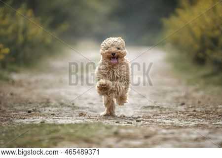 Six Month Old Cavapoo Puppy. This Puppy Is Apricot In Colour, And Running Along Looking Like A Small