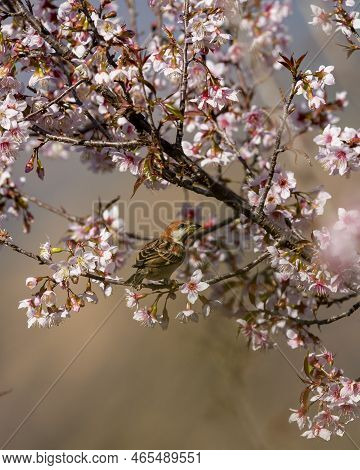 Russet Sparrow Or Passer Rutilans Or Cinnamon Tree Sparrow Perched On Pink Flower Of Prunus Cerasoid